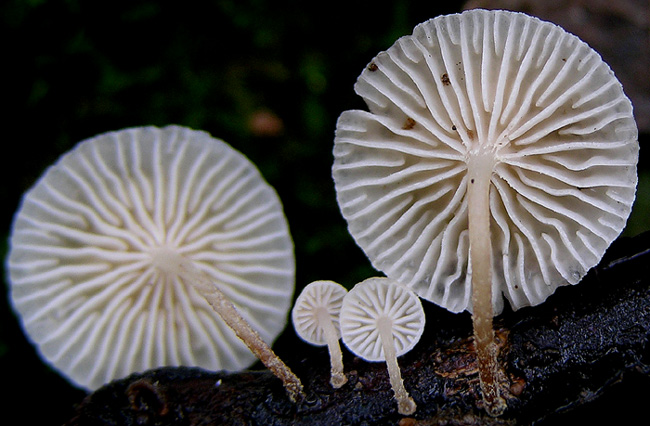 Marasmiellus ramealis?